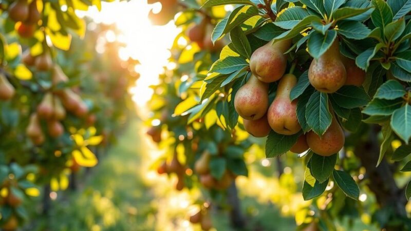 Performance of the Argentine Pear Industry in 2024